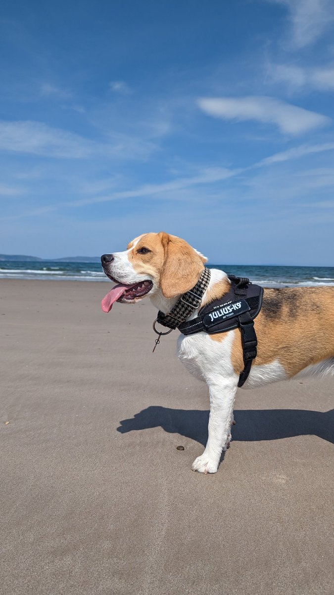 _lolalollipop's tweet photo. I love beach days ๐๐ถ๐๏ธโ๏ธ
#beach #dogsatthebeach #beaglesatthebeach #dogsoftwitter #dogs https://t.co/1qOytdUCQU
