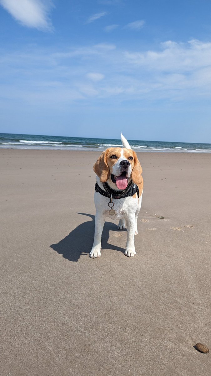 _lolalollipop's tweet photo. I love beach days ๐๐ถ๐๏ธโ๏ธ
#beach #dogsatthebeach #beaglesatthebeach #dogsoftwitter #dogs https://t.co/1qOytdUCQU