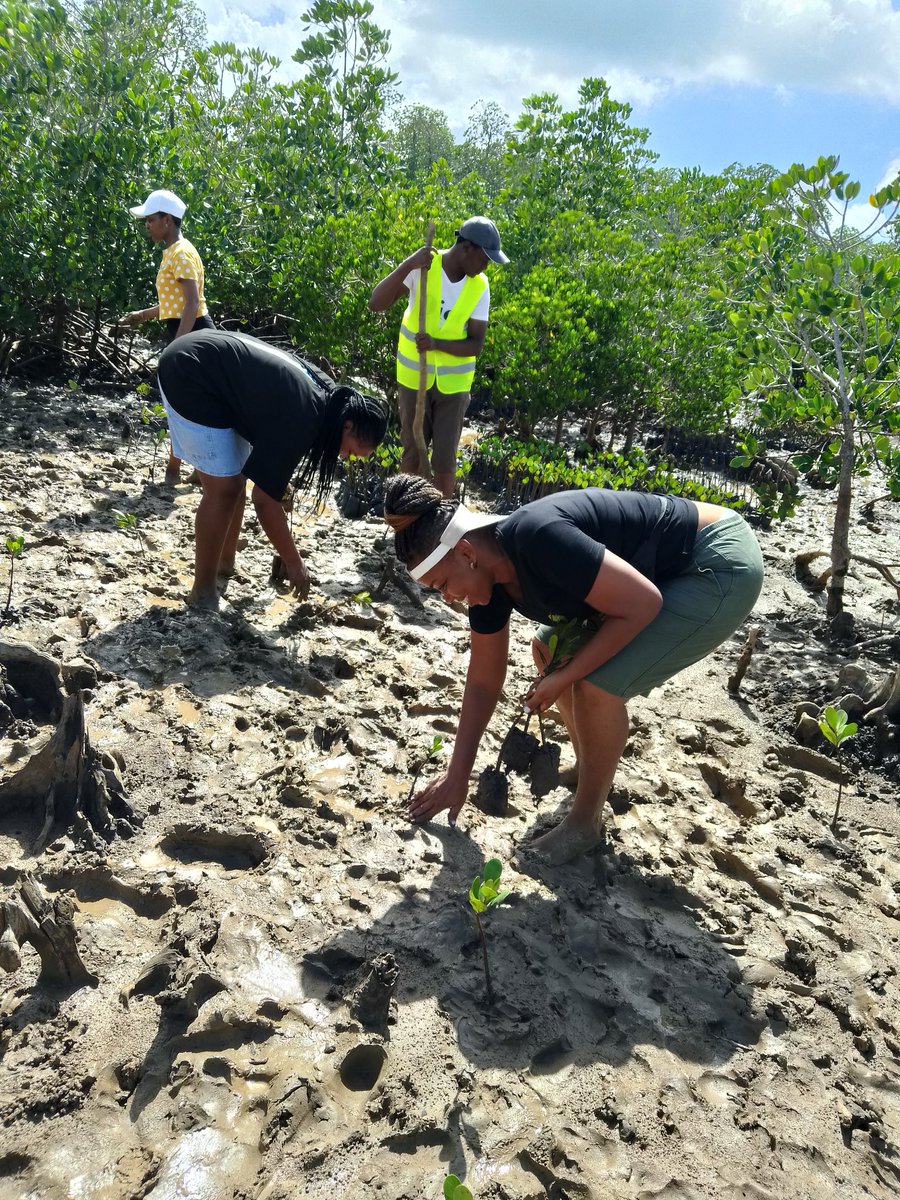 Today together with @KCCGP_ @kyom003 we planted 11500 mangroves. Mangroves are important to the ecosystem. #GROWithUs
#KCCGP
#60MillionMangroves @BandaRoberts