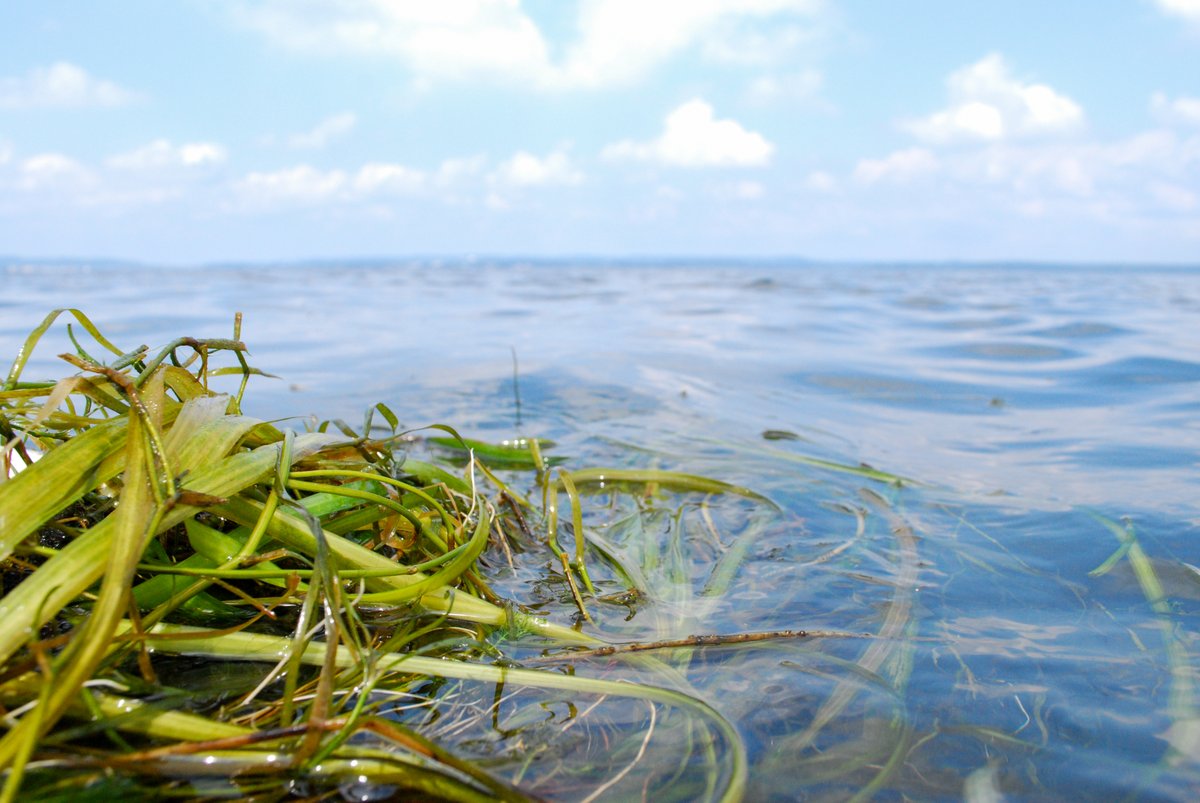 MDSeaGrant tweet media