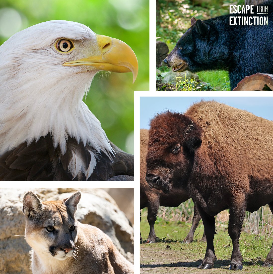 According to a new @IUCNRedList report, the United States has the second-highest number of endangered species in the world -- surpassed only by Indonesia. California, Florida, and Arizona are the top stops for these species. bit.ly/3NeTbJS  #EscapefromExtinction