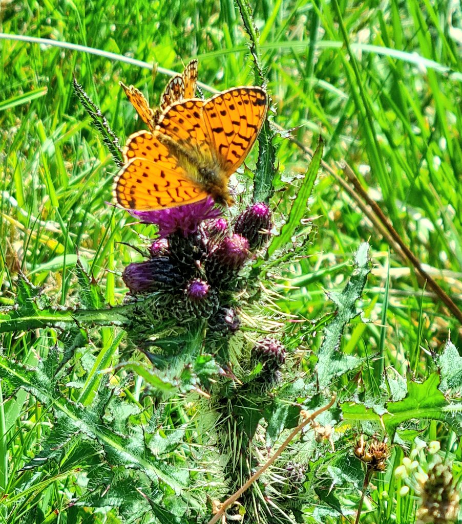 Butterfly's on thistles.
Took this picture at @FyneFest last weekend.