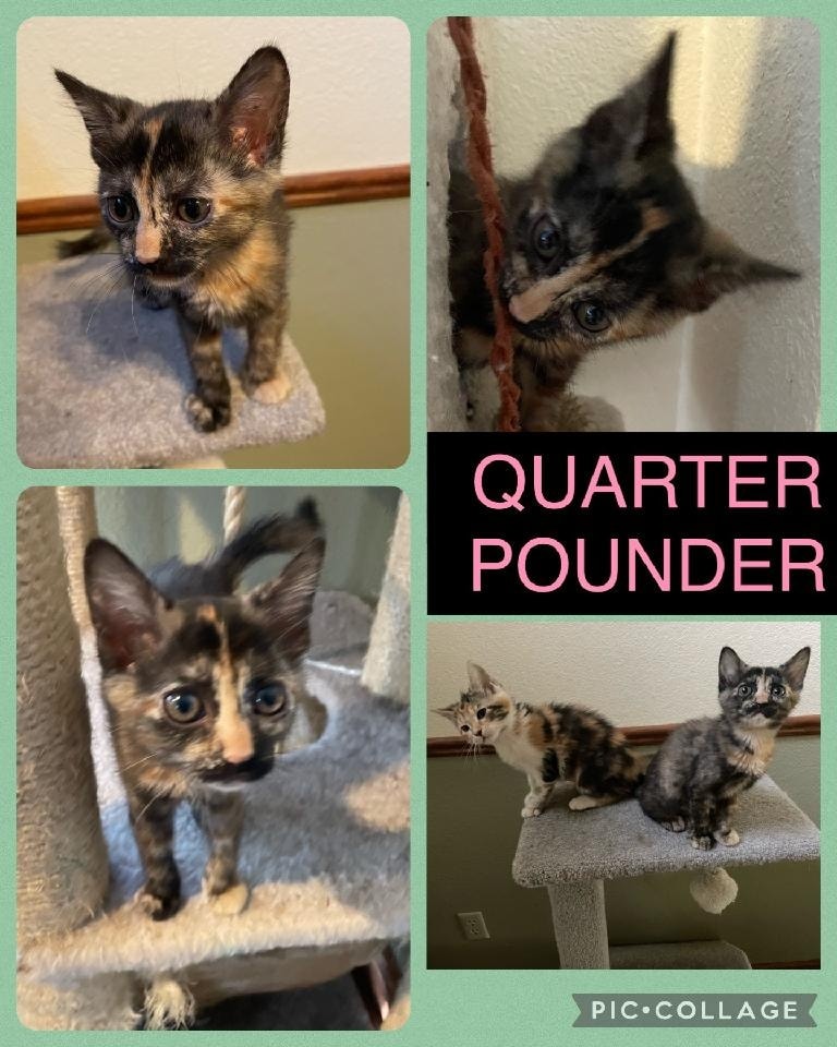 Available 6/10/23
Quarter Pounder
Tortoiseshell female
2.5 months old
Enjoys friendly dogs and other cats
Eats Purina One Kitten
shelterluv.com/matchme/adopt/… 
#adoptdontshop #adoptme #kittens #petsmart1184 #rosevilleca