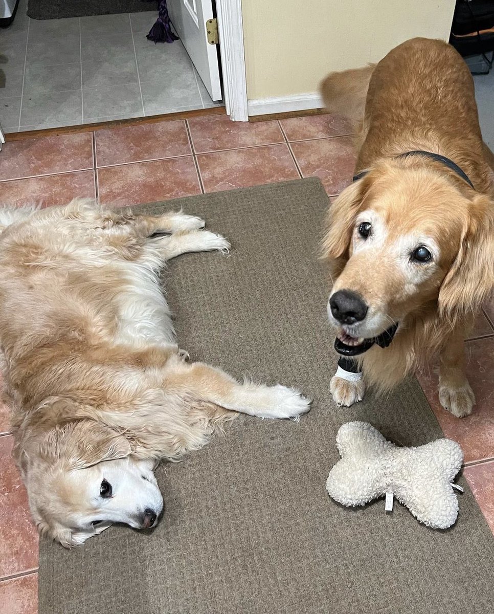 Hopper and Chedz got to hang out last night!!! (@chedzbigcheese on ig)