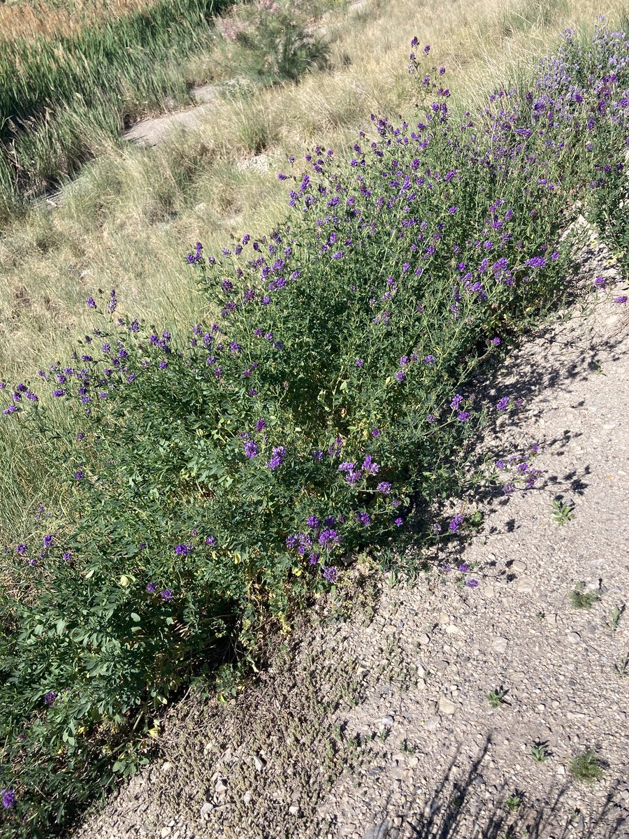 Saw a lot of purple flowers on my purple run this morning 💜 Thanks @runBTS_5k for the awesome medal! Happy Festa 🎉🫶 #runbts5k #BTSFesta2023 #bts