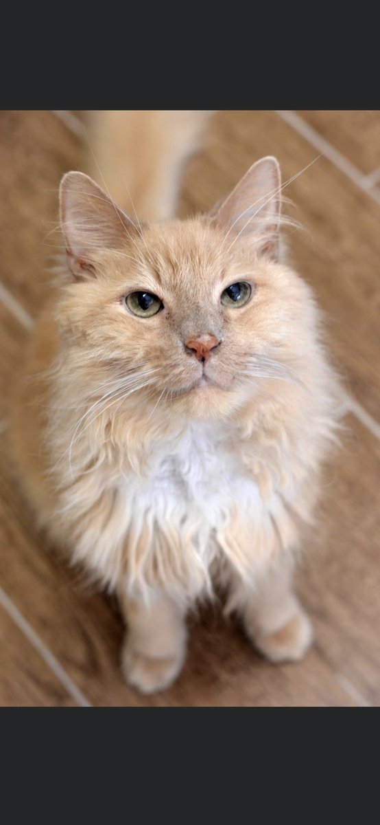 So sorry to tell you our resident regal lion-cat Jasper passed this morning. After a long battle with FeLV and severe IBS, he told us he was tired. Fly high, you handsome boy. We are so thankful you let us care for you, and for loving us back. #bestmeow shadowcats.net/jasper/