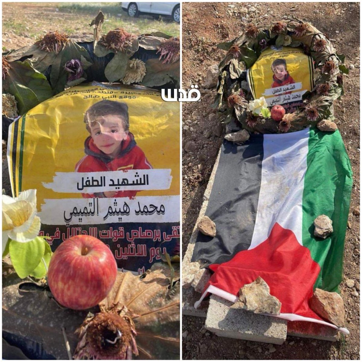 The brother of Mohammad Tamimi, murdered by an israeli soldier, places an apple on his grave in case he gets hungry | @QudsNen
