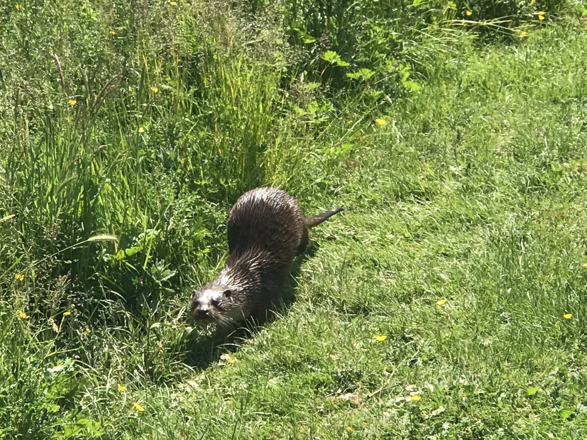 thatsyourplot's tweet image. Seen the Otters today 😁
