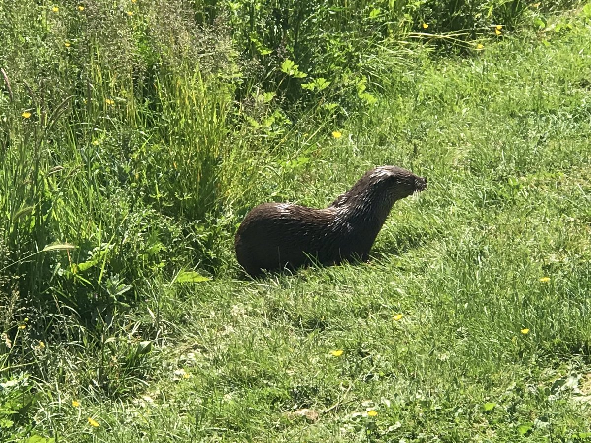 thatsyourplot's tweet image. Seen the Otters today 😁
