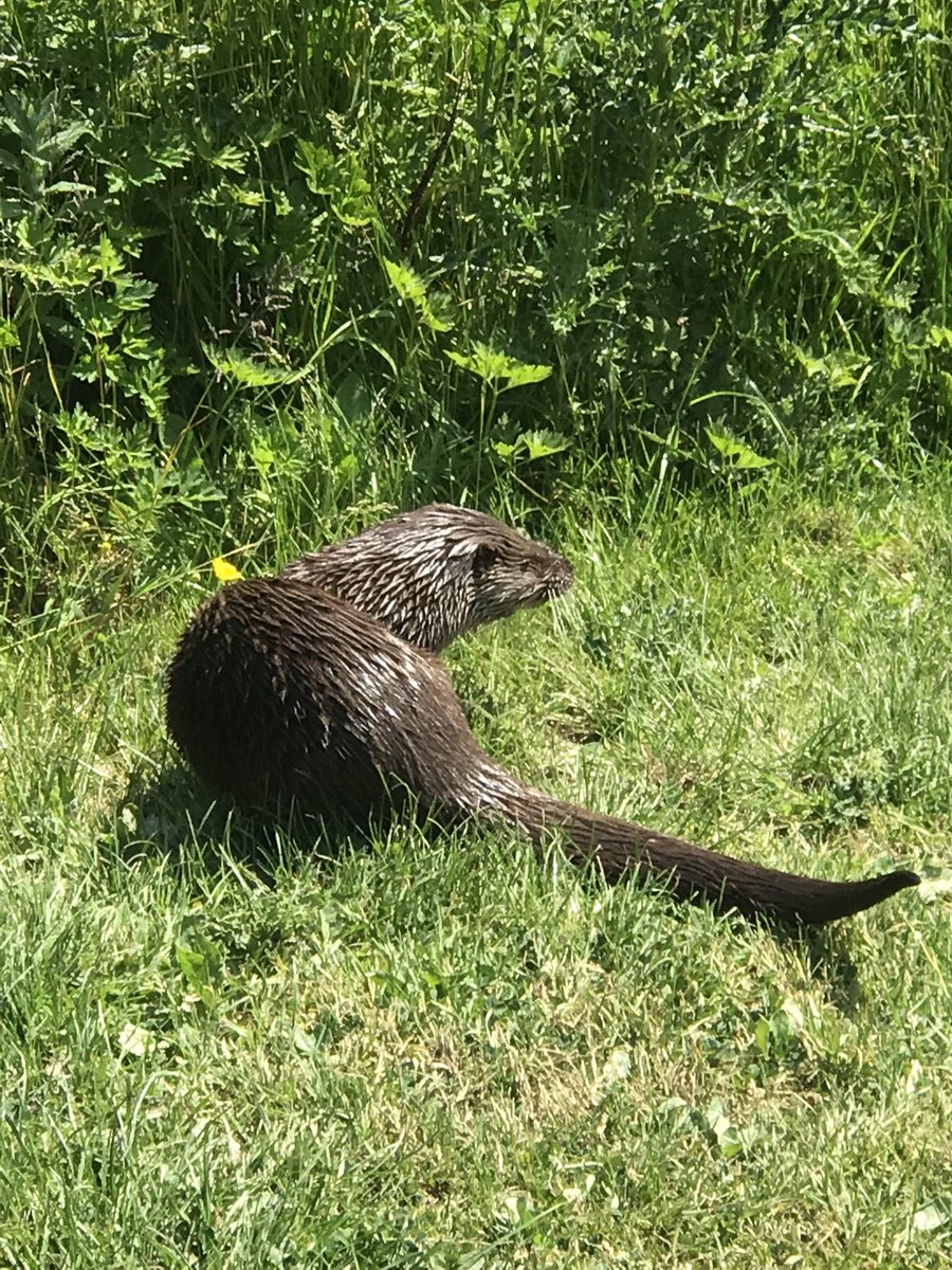 thatsyourplot's tweet image. Seen the Otters today 😁