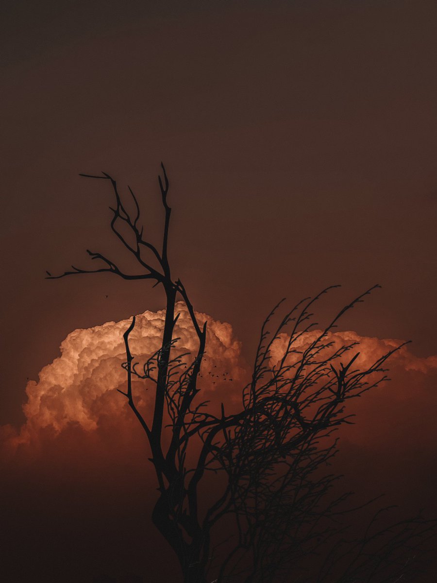 ___Hatab___'s tweet photo. as rare as moonlight . 
©️ali.hatab.1 https://t.co/0EvS8ZcN7a