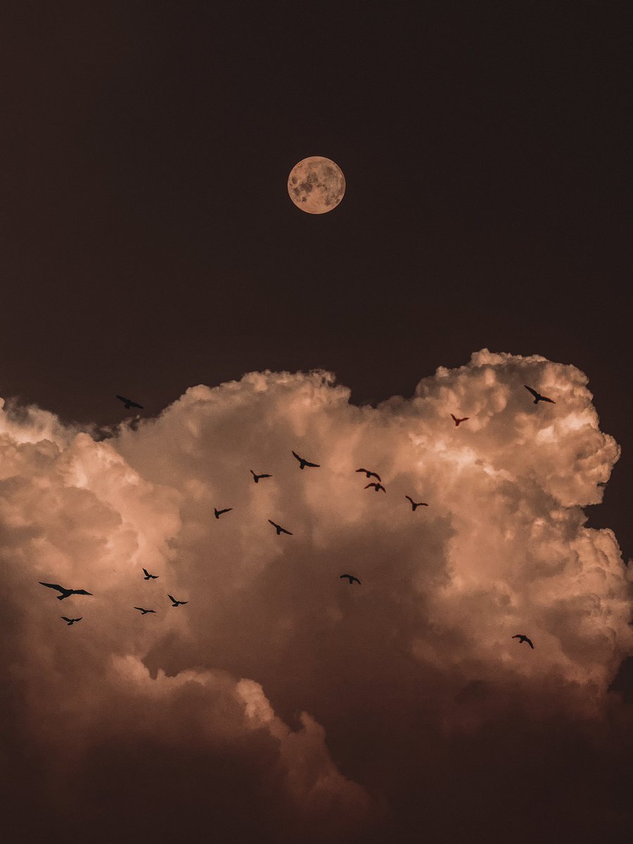 ___Hatab___'s tweet photo. as rare as moonlight . 
©️ali.hatab.1 https://t.co/0EvS8ZcN7a