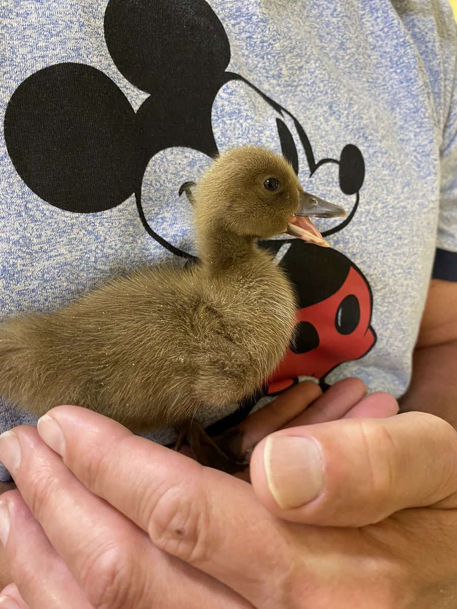 missheather74's tweet photo. Checking on the @mca_paris03 ducklings today! This little one took a shine to @73B_Wilson 
Love 💗 at first quack 🦆 https://t.co/PbbUJsYNqa