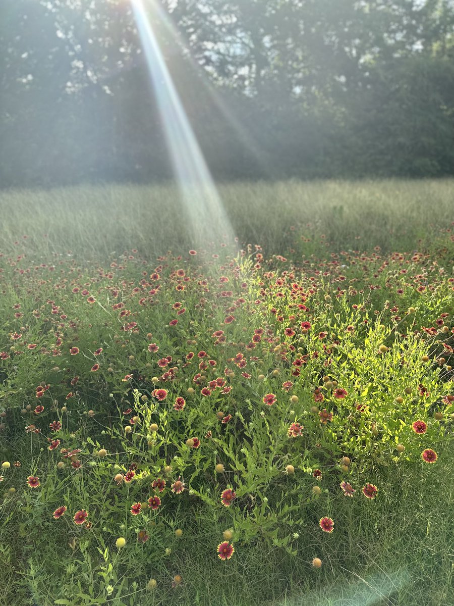 JasonBrookner's tweet image. “Here comes sunshine…”🎶   ⚡️🌹