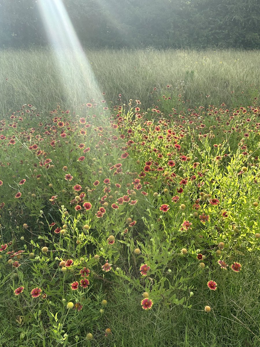 JasonBrookner's tweet image. “Here comes sunshine…”🎶   ⚡️🌹