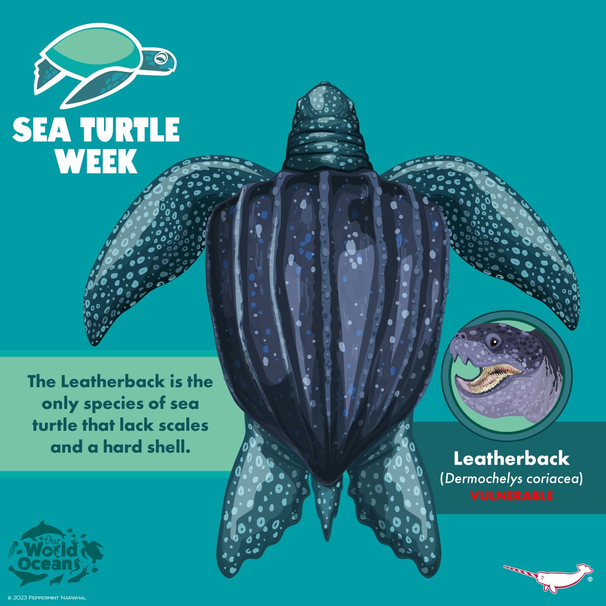#SeaTurtleWeek
#Leatherback  

LAST DAY TO PLEDGE! Endangered 5 #EnamelPins #Kickstarter tinyurl.com/2n8pe326

Shop #PeppermintNarwhal peppermintnarwhal.com 

 #SeaTurtle #OurWorldOceans #OceanMonth #Oceans