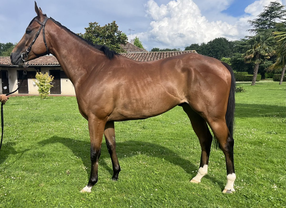 Pete the Gardener looks great this evening under the French sunrise. He will run tomorrow at Tarbes at 6:05pm french time. 🤞🏻🤞🏻🤞🏻 @MprUpdates @Pedro_Walker1