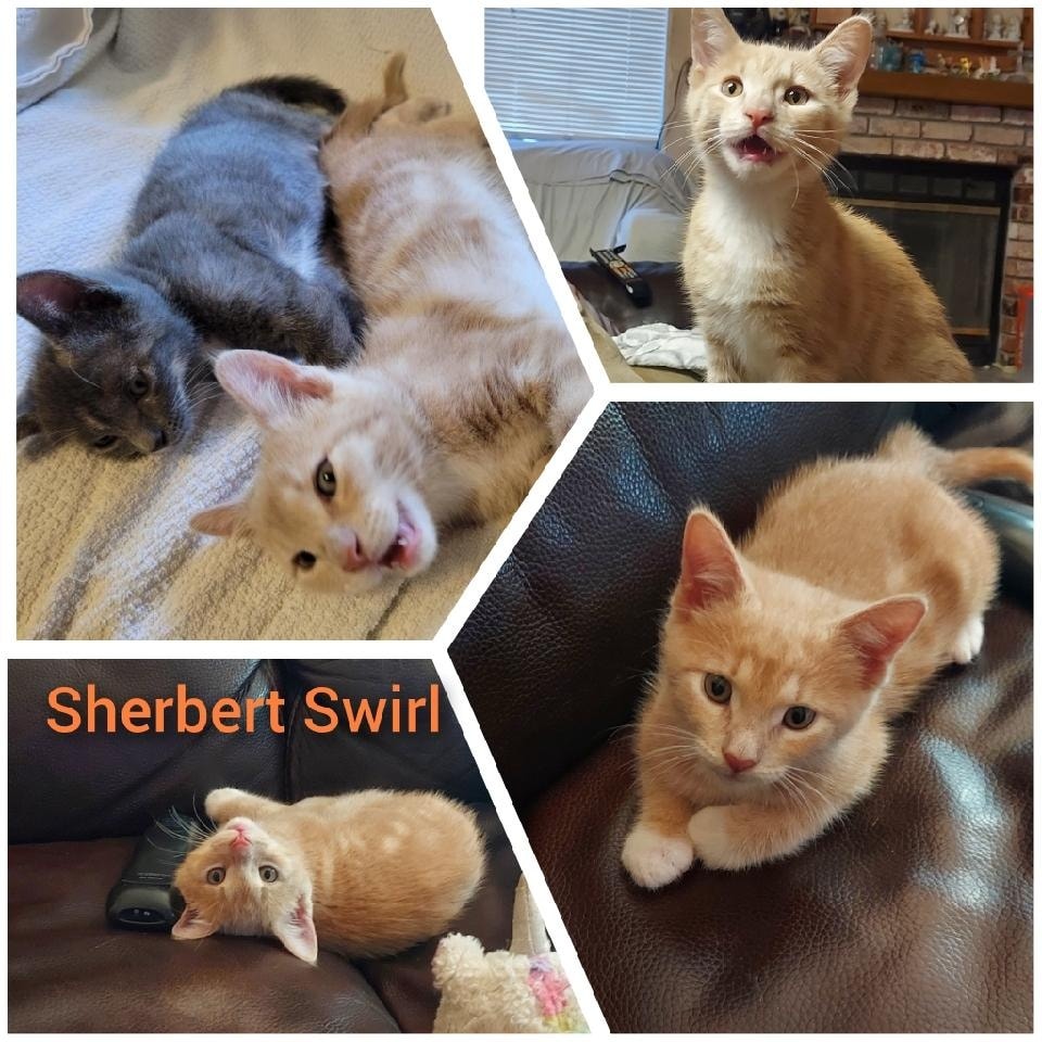 Available - June 10th
Sherbert Swirl 'Sherb'
Male
11 weeks
Gets along with cats and small dogs
Eating Purina One Kitten Kibble
shelterluv.com/matchme/adopt/…
#adoptdontshop #adoptme #kittens #petsmart1184 #rosevilleca