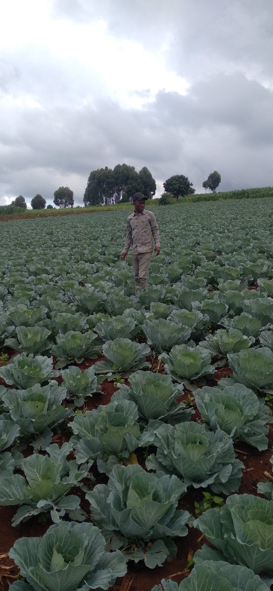 Yara Vita CROP BOOST used and the Results Are Visible <a href="/yarakenya/">YaraKenya</a> #MboleaNiyara