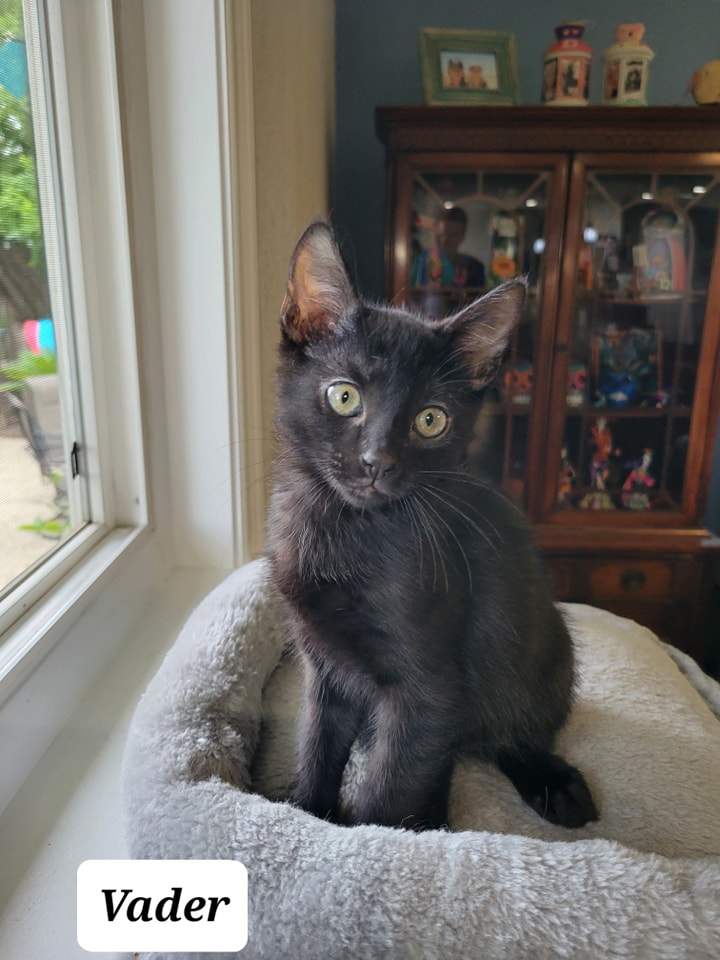 Available 6/10
Vader
Fixed Male
12 weeks as of 6/11
gets along with other cats, dogs and children
Mainly dry food (purina one kitten) 1/2 can wet food at night (fancy feast - kitten)
shelterluv.com/matchme/adopt/…
#adoptdontshop #adoptme #kittens #petsmart1184 #rosevilleca