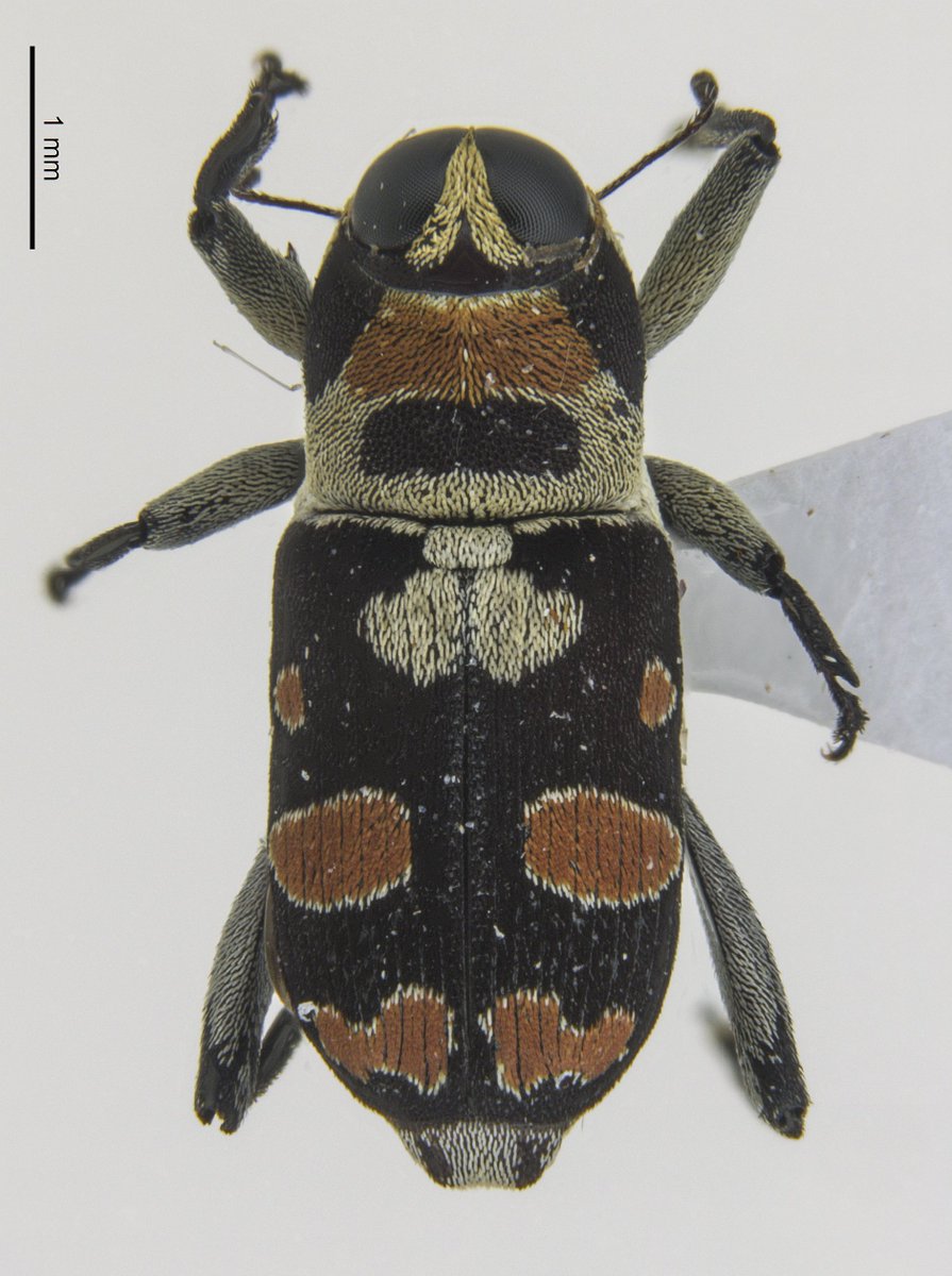Ederson_liver's tweet photo. Parecidos, porém diferentes. 🐞
#weevil #conoderinae #zygops #zygopsamoenulus #beetle https://t.co/5IVqz2THxQ