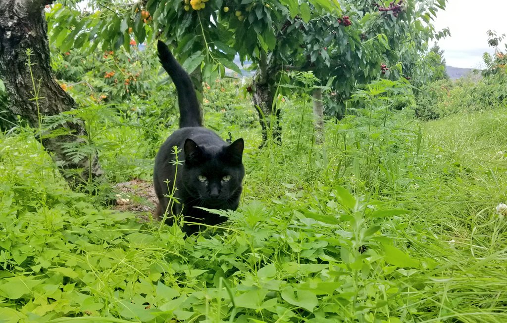 Welcome To The Jungle....Caturday Adventures....#Caturday #CatsOfTwitter #cats #farmcats #farm #animalphotography