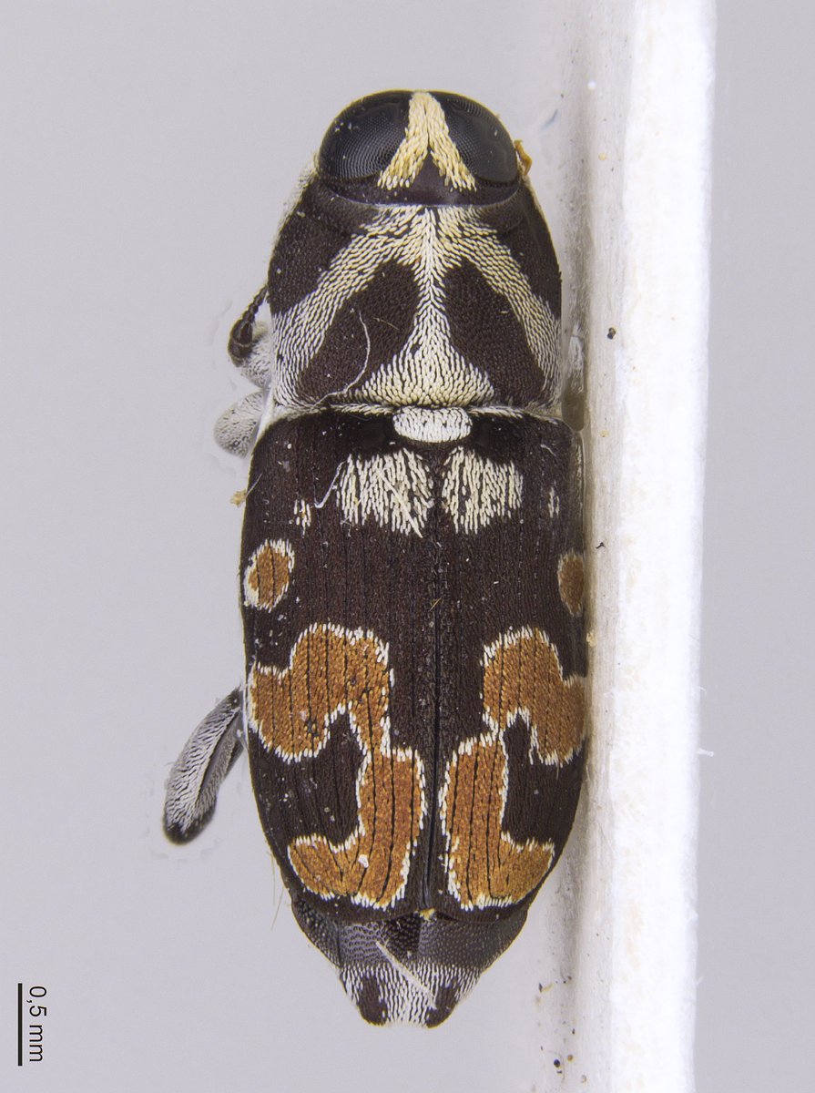 Ederson_liver's tweet photo. Parecidos, porém diferentes. 🐞
#weevil #conoderinae #zygops #zygopsamoenulus #beetle https://t.co/5IVqz2THxQ