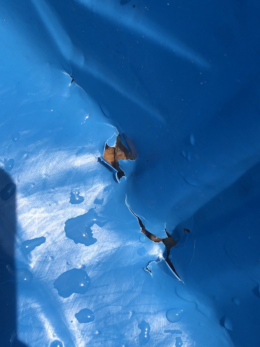 Rubydoobydog's tweet image. Pals, me breakeded mine pool 😭