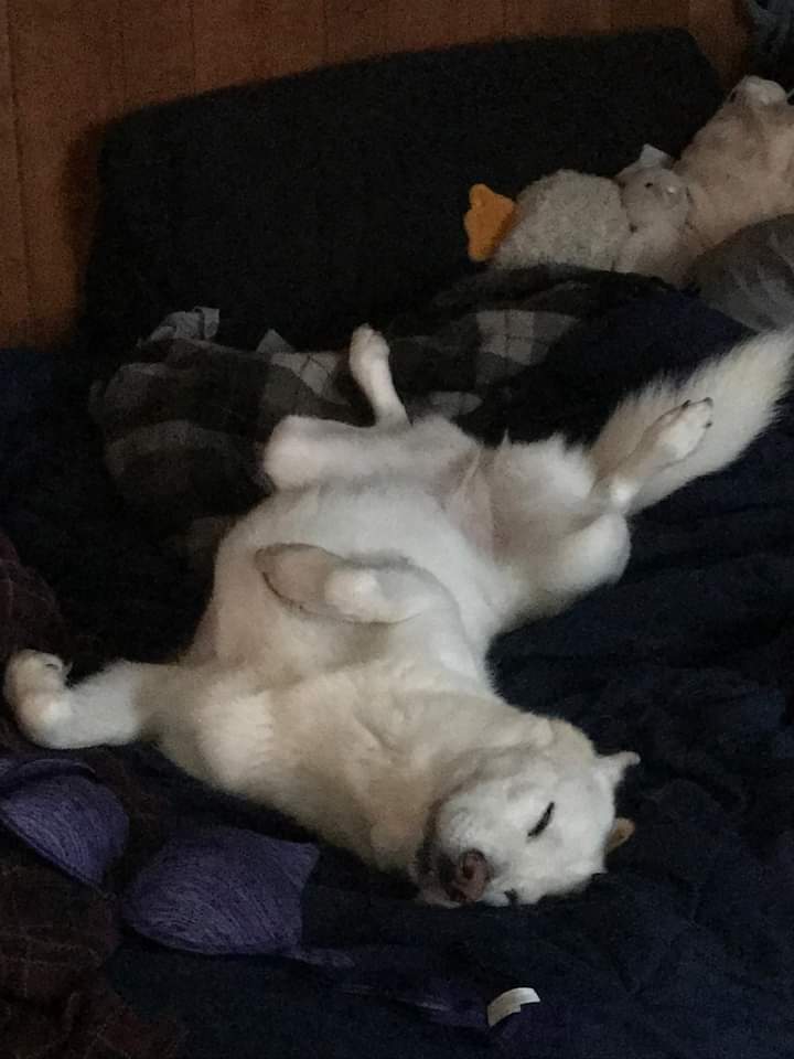 JudasVesper's tweet photo. This week we had to say goodbye to our moongirl, Bones. She had 16 good years, 6 of which I was able to be there for. I will love you forever, B. https://t.co/k1Ap8lRFby