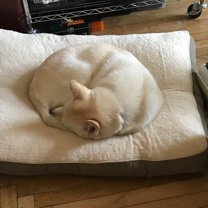JudasVesper's tweet photo. This week we had to say goodbye to our moongirl, Bones. She had 16 good years, 6 of which I was able to be there for. I will love you forever, B. https://t.co/k1Ap8lRFby
