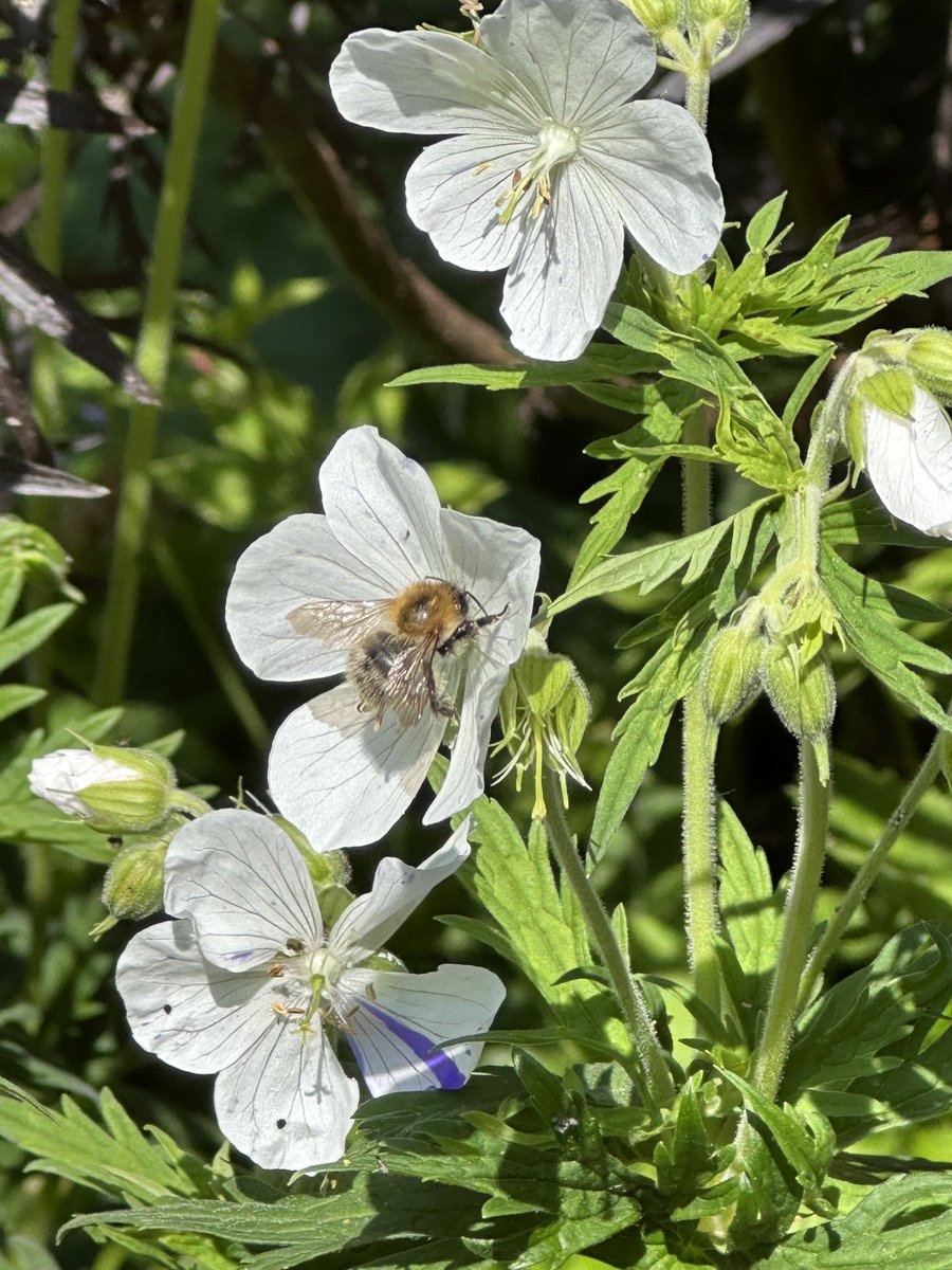 Louise_Venter's tweet image. Lovely to see so many bees out &amp;amp; about… #bees #gardens #geraniums #pollinators