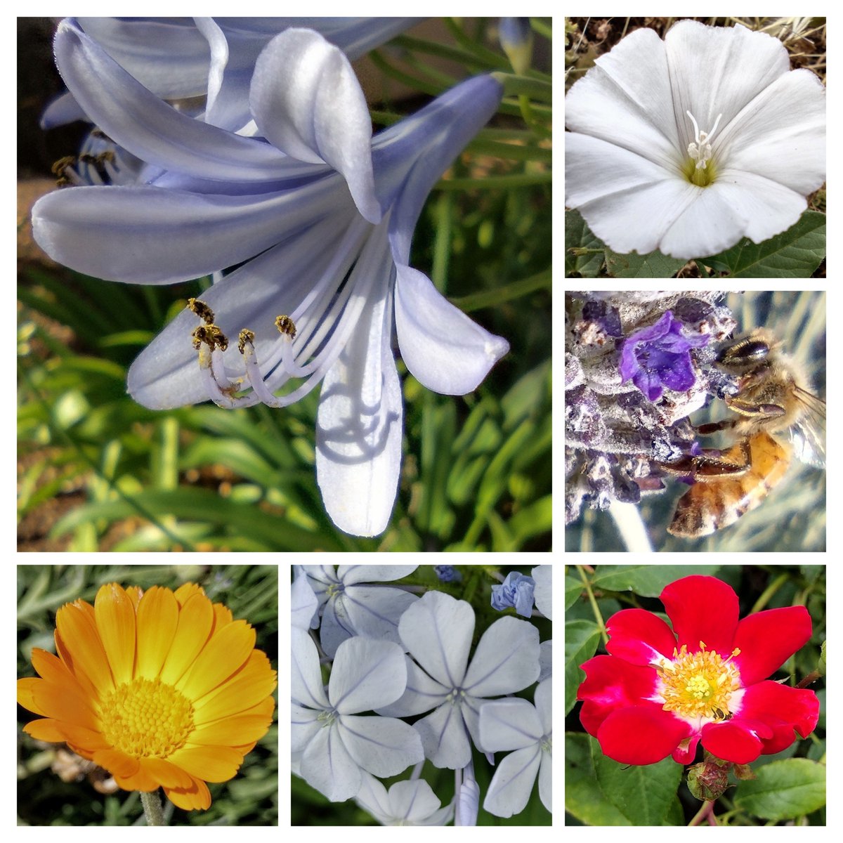#SixOnSaturday 
#FlowerReport:

From San Jose and Gilroy, California.

.