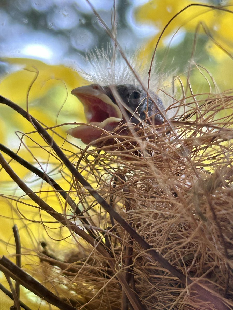 Week old baby house finch. 🥰 Mama bird built a nest on our front door! <a href="/CarlBovisNature/">Carl Bovis</a>