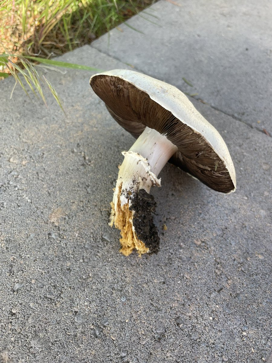 Horse mushroom, agaricus arvensis? Found under an Engleman Spruce