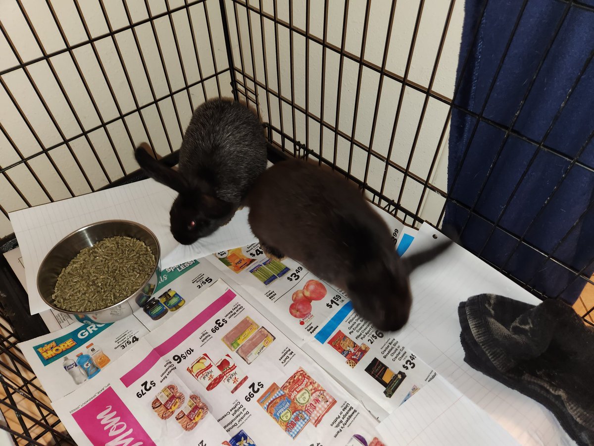 LazyBeeOfficial's tweet photo. We got two new animals on the Lazy Bee Homestead! Silver Fox rabbits!

They are in their temporary home till I can finish their new home. https://t.co/PwsPTCVyR1