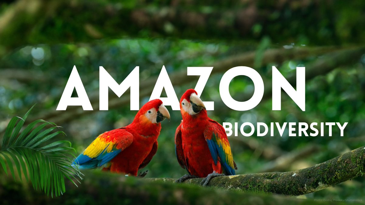 The Amazon biome is the most biodiverse place on Earth, hosting 10% of the 🌎 known species. 
Learn more about some of its most emblematic species 👉wrld.bg/g0Mr50OAUE1

#AmazonSustainableLandscapes
#BuildBackBiodiversity