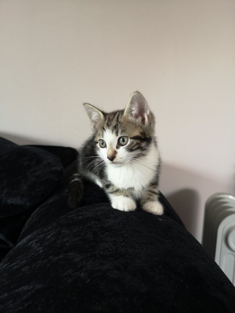 TheTomDune's tweet photo. The newest member of the Dune household. Everyone meet Beelz 😁 #demoncat #coolcat #kitten #spacecat #stephenlynch https://t.co/X3lGWR2DW7