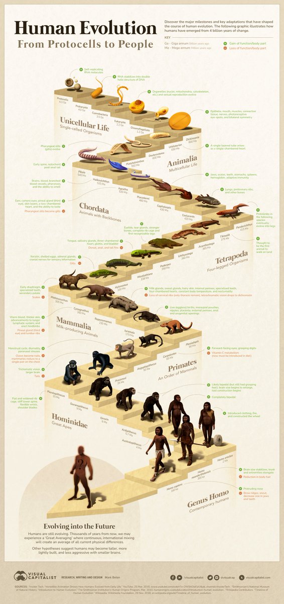 EvanKirstel's tweet image. Visualized: The 4 Billion Year Path of Human Evolution visualcapitalist.com/path-of-human-… via @visualcap