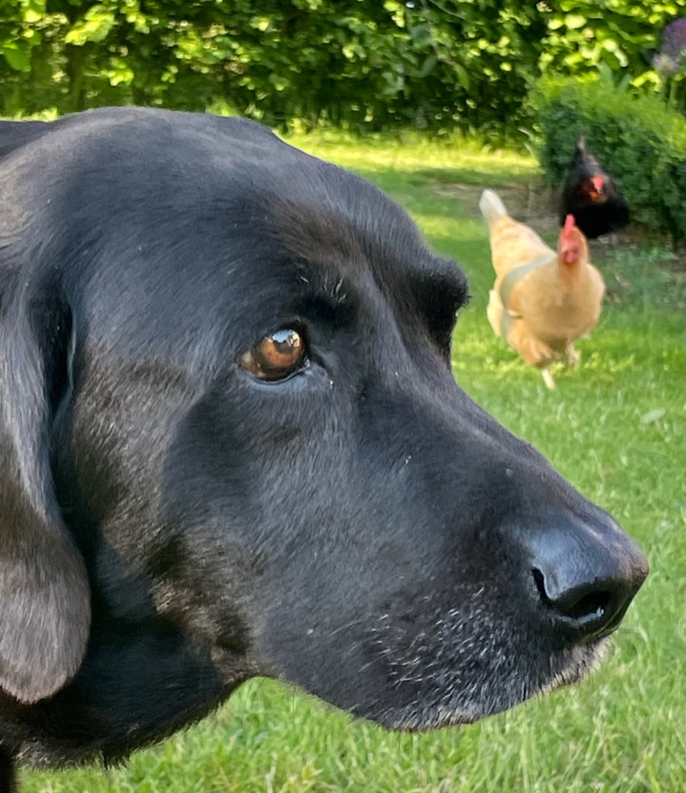 LoCarbFreshwell's tweet photo. #chickentwitter can you help? 

I’m trying to find a way, on a hot day, of keeping the door open, allowing the chickens to roam but keeping them out of the house, also allowing a 10 year old rather un-athletic Labrador access in and out.

Attempt 1: Fail ❎

Hot tips welcome! https://t.co/xm5HF17z4c