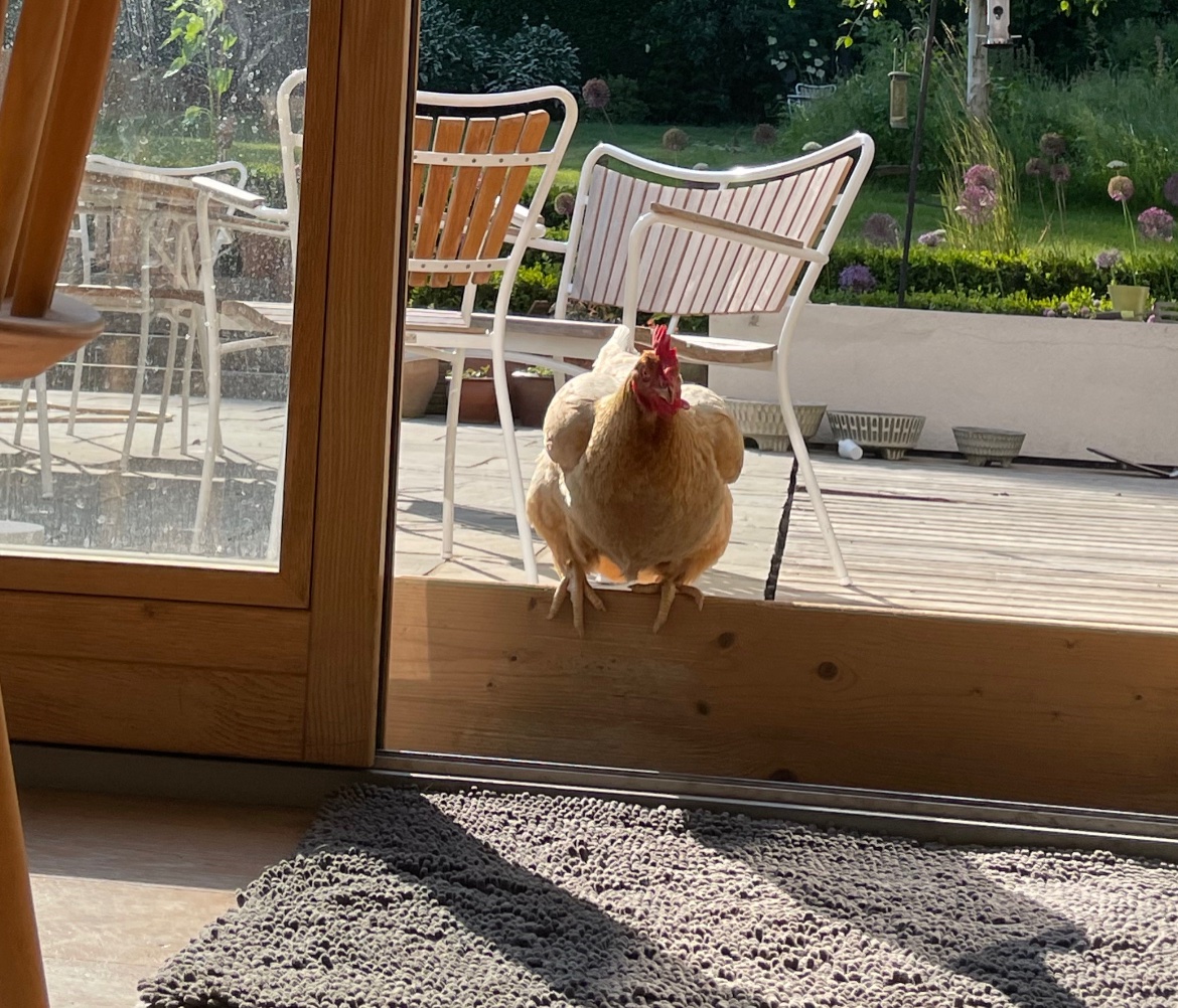 LoCarbFreshwell's tweet photo. #chickentwitter can you help? 

I’m trying to find a way, on a hot day, of keeping the door open, allowing the chickens to roam but keeping them out of the house, also allowing a 10 year old rather un-athletic Labrador access in and out.

Attempt 1: Fail ❎

Hot tips welcome! https://t.co/xm5HF17z4c