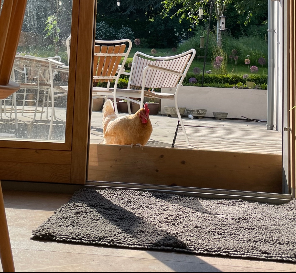 LoCarbFreshwell's tweet photo. #chickentwitter can you help? 

I’m trying to find a way, on a hot day, of keeping the door open, allowing the chickens to roam but keeping them out of the house, also allowing a 10 year old rather un-athletic Labrador access in and out.

Attempt 1: Fail ❎

Hot tips welcome! https://t.co/xm5HF17z4c