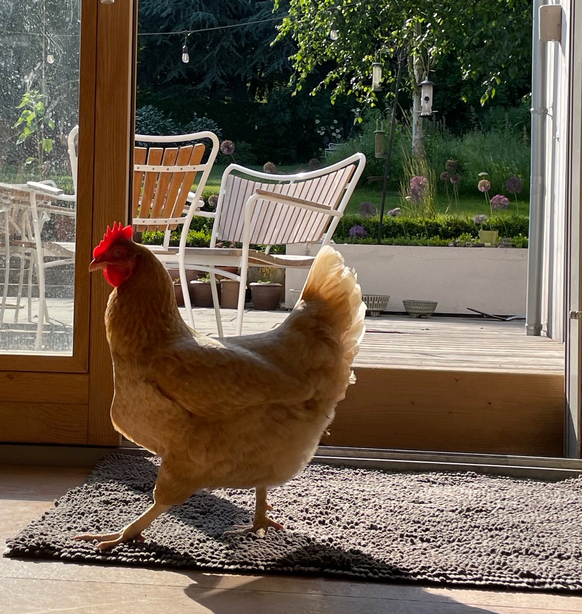 LoCarbFreshwell's tweet photo. #chickentwitter can you help? 

I’m trying to find a way, on a hot day, of keeping the door open, allowing the chickens to roam but keeping them out of the house, also allowing a 10 year old rather un-athletic Labrador access in and out.

Attempt 1: Fail ❎

Hot tips welcome! https://t.co/xm5HF17z4c