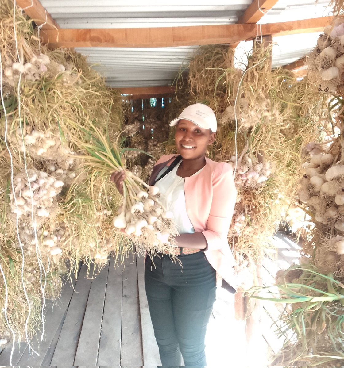 VeratheIron's tweet photo. Who are we? 
We are is a Kenyan company using technology to revolutionalize the #garlic  by producing certified garlic  seeds. We are working to provide the highest quality varieties in the country. We are located in Nyeri county https://t.co/aVxxXidLG2