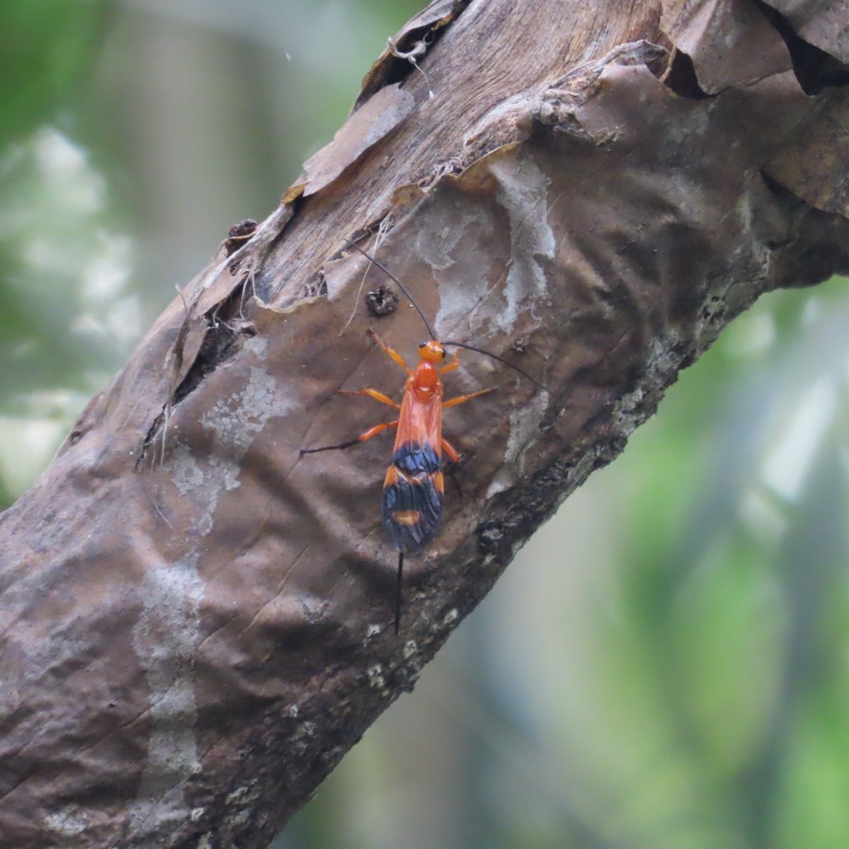 WWWings2023's tweet photo. #SomethingDifferentSaturday: this morning, this unusual creature floated slowly past me and settled on a branch. Natural camouflage does not really apply in this case. Strange with so many Shrikes, Drongoes, and Flycatchers around.
#Zambia #insects #wildlifephotography #nature https://t.co/39F7WPt8fz