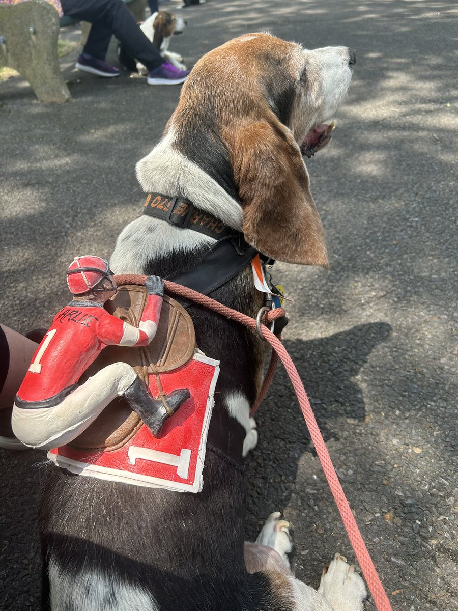 TheDerby06's tweet photo. Ready for the Senior Race!!! Post 5! #letsgocharlie 💪🔥 @parxracing! @letsgoracingpa @DanielleGibso15 @jmpaquette @TriBasset https://t.co/jJ7xg5jQnV