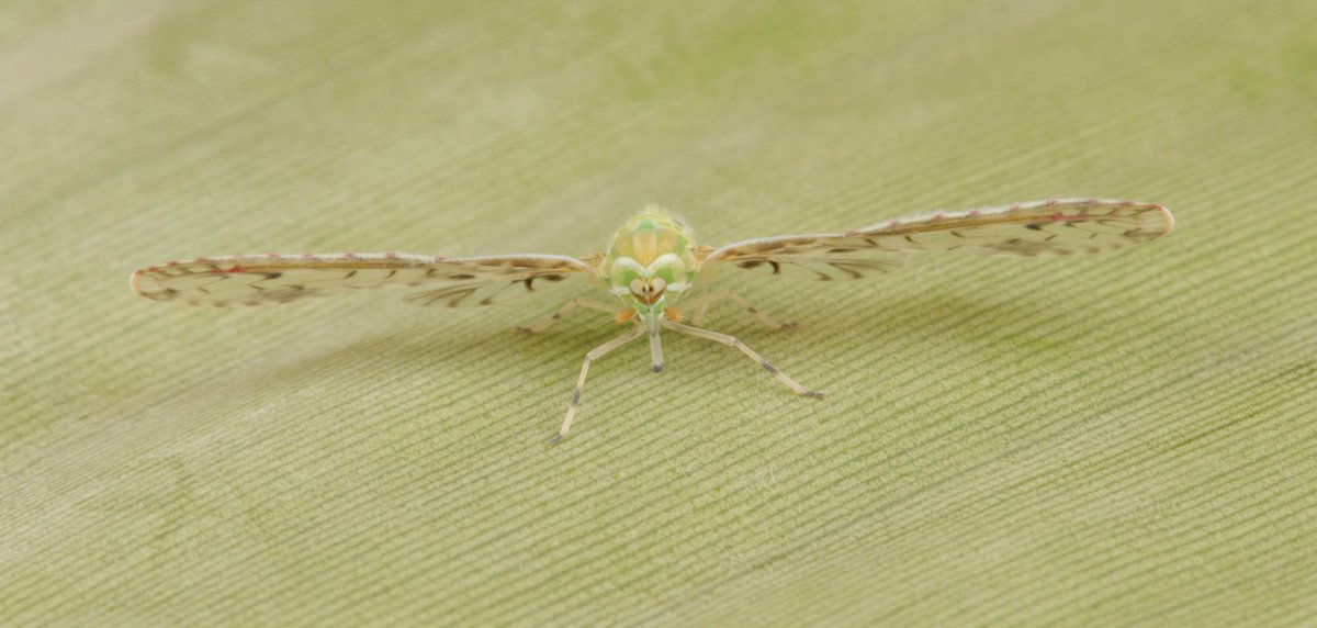 Derbid Long-winged Planthopper (Pamendanga sp., Derbidae)
flic.kr/p/2j5JySz
#insect #China #Yunnan #Hemiptera #entomology #itchydogimages