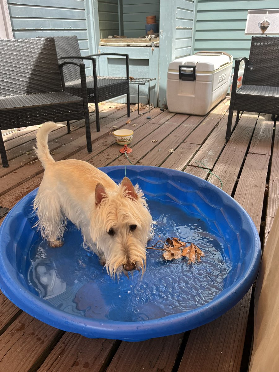 Ah summer! #dogs #scottishterrier