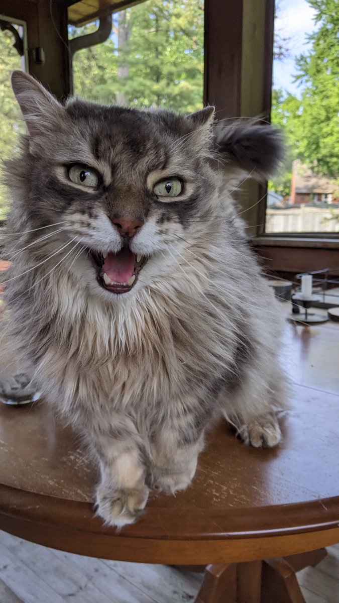 Slothcore_Jen's tweet image. If you see this tweet, QT with the most recent photo you took of your pet.