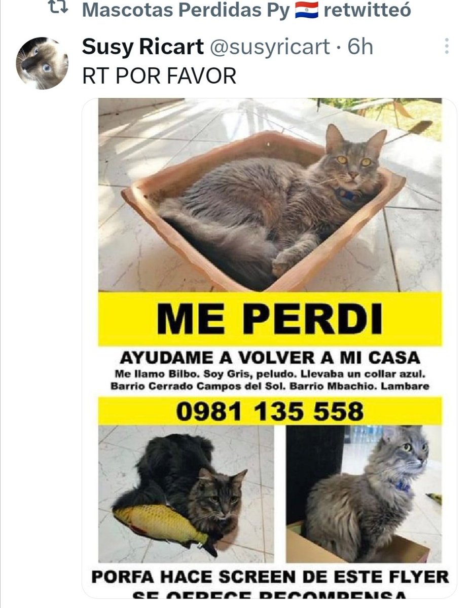 <a href="/susyricart/">Susy Ricart</a> <a href="/perdidospy/">Mascotas Perdidas Py 🇵🇾</a> <a href="/koalandeMichi/">Koa La Nde Michi 😺😸😽😼😻</a> <a href="/Ayudandopeludos/">Ayudando Peludos</a> <a href="/animalclubpy/">Animal Club Py</a> Bo. Cerrado. Campos del Sol Lambaré.