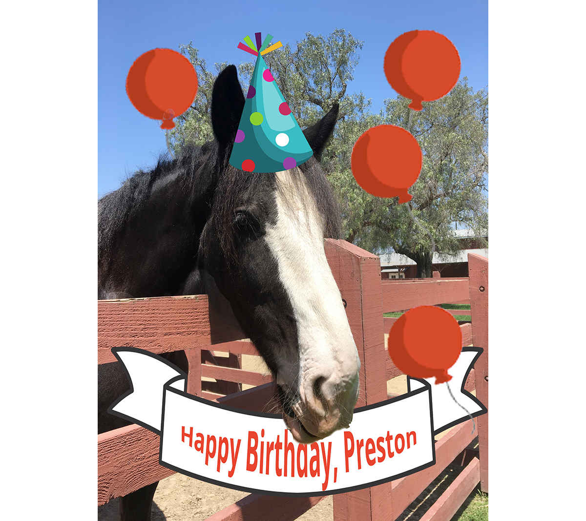 This is Preston's birthday month. He is 11 years old. (Born in June of 2012. Preston is the Rancho's Shire horse.)